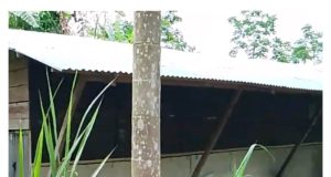 Gagalnya BUMDes Budidaya Bebek Petelur Desa Pasar Baru Diduga Terjadi Penyalahgunaan Wewenang dan Korupsi Terorganisir