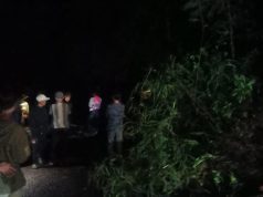 Gerak Cepat!! Polisi Tangani Pohon Tumbang dan Longsor, Arus Lalu Lintas Kembali Normal