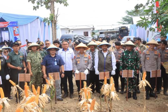 Polda Jabar Panen Raya Jagung di Indramayu, Kapolda Jabar : Ketahanan Pangan Butuh Sinergi Semua Pihak