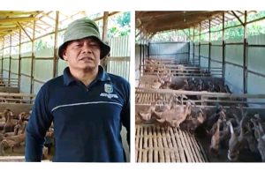BUMDes Bulak Sakti Kembangkan Peternakan Itik Petelur Dukung Ketahanan Pangan Desa